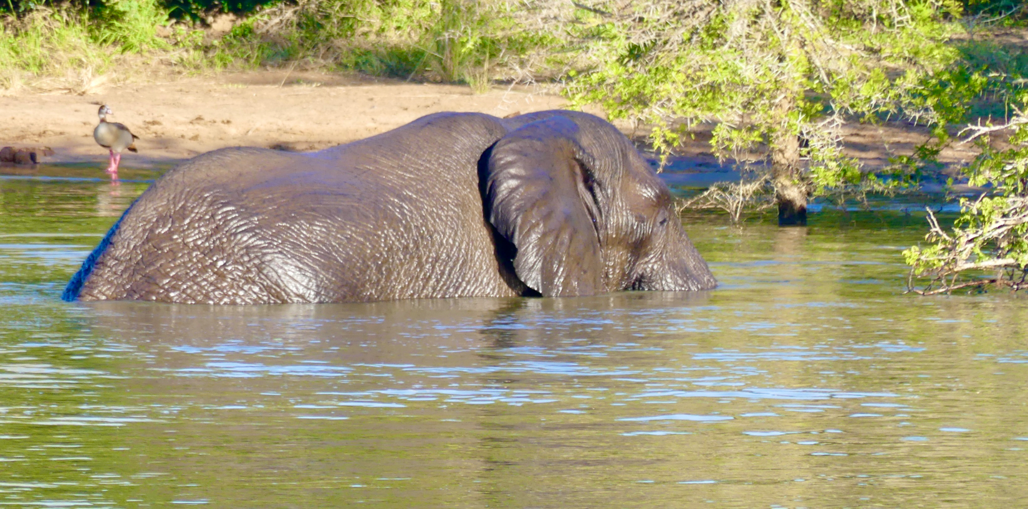 African Elephant in water